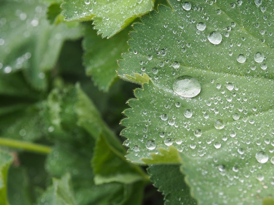 drop, rain, macro, wet, water, fresh, plant, leaf, spring, viborg HD wallpaper