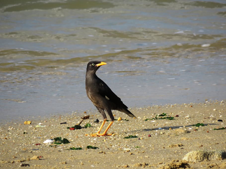 minah, bird, beach, animal wildlife, animals in the wild, one animal HD wallpaper