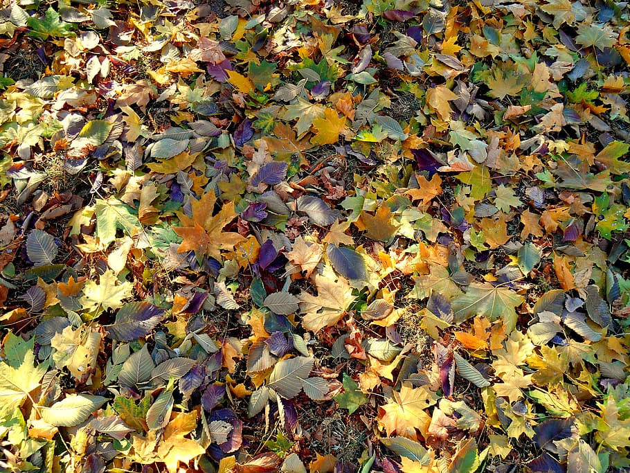 Leaves, Colorful, autumn, leaf, nature, yellow, season, outdoors HD wallpaper