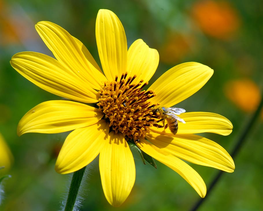 flower, bee, wild, flowering plant, yellow, fragility, vulnerability HD wallpaper