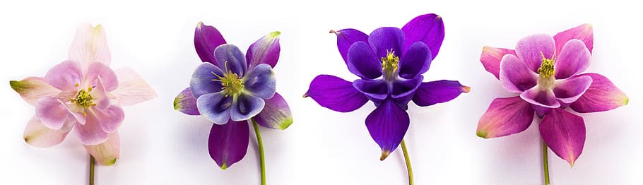 four assorted-color petal flowers, columbine, aquilegia, genus, HD wallpaper