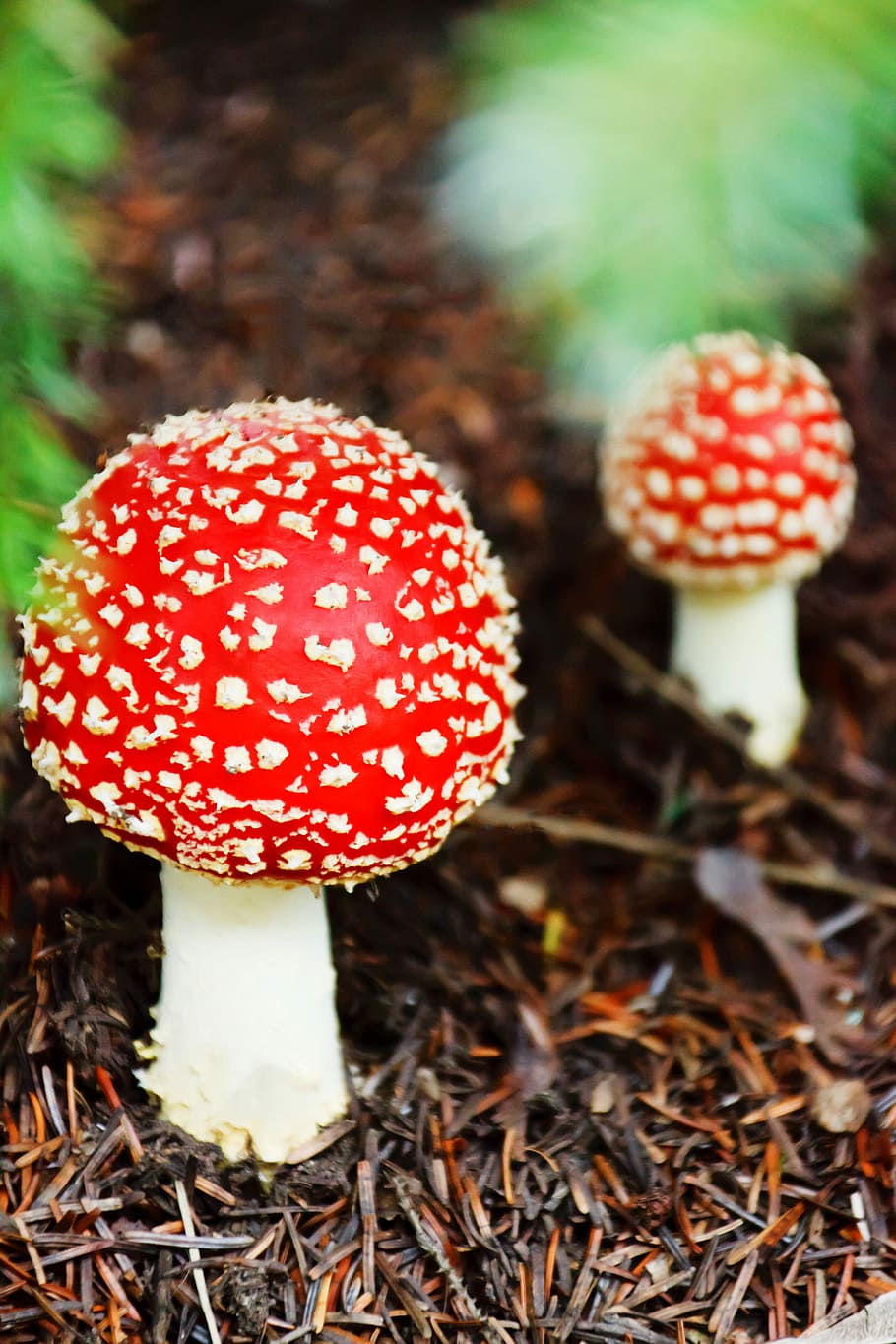 Fly, Cap, Colorful, Danger, Fall, Forest, fungi, fungus, mushroom HD wallpaper