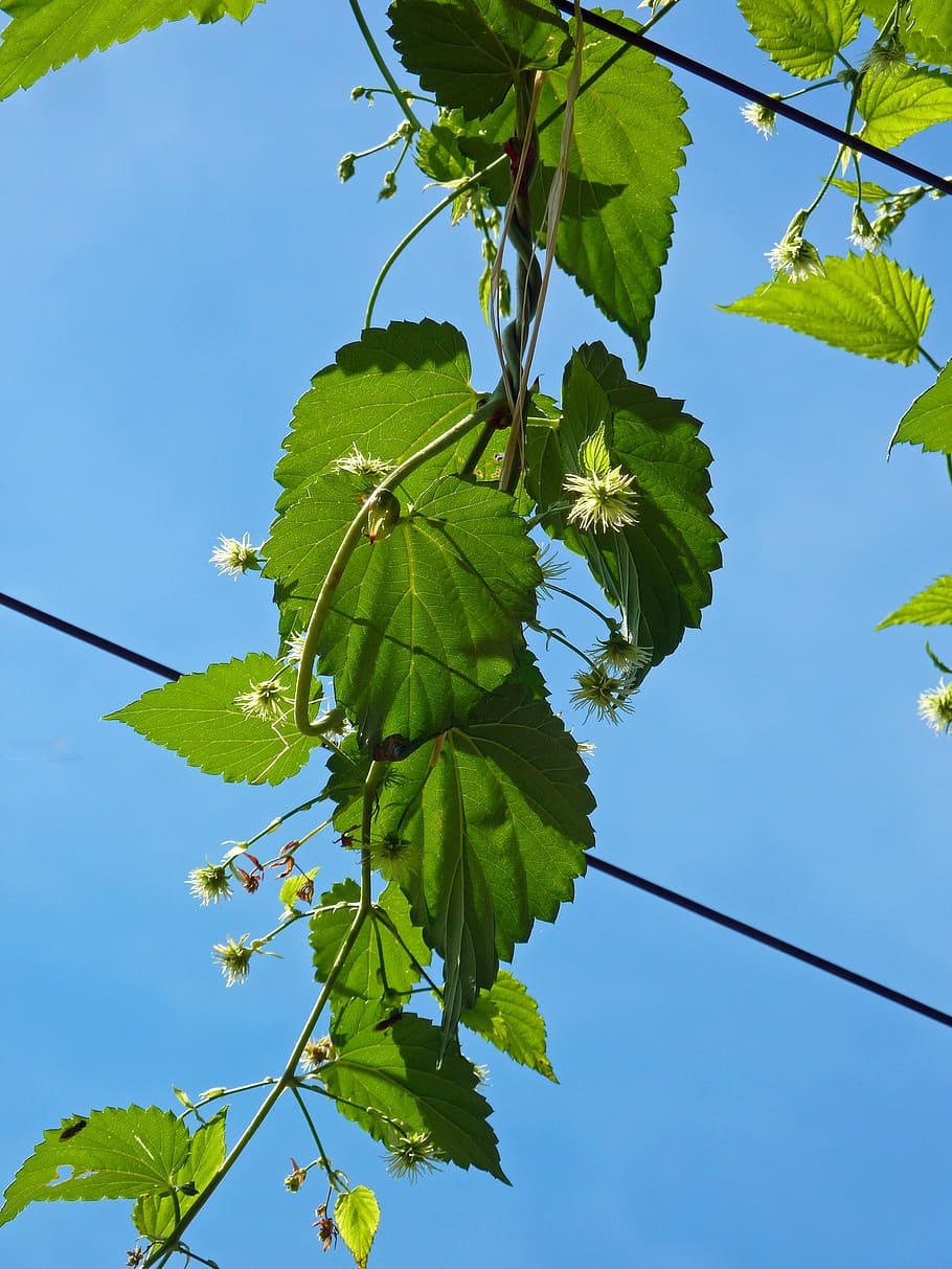 leaves, blossom, bloom, leaf, flower, nature, plant, green HD wallpaper