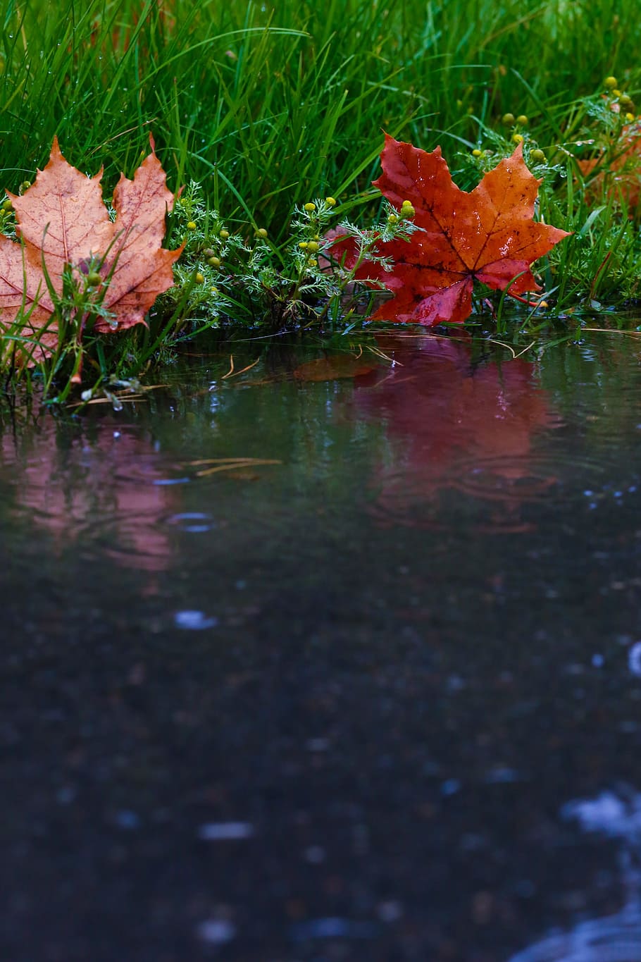 leaf, puddle, reflection, autumn leaves, raindrops, fall, plant HD wallpaper