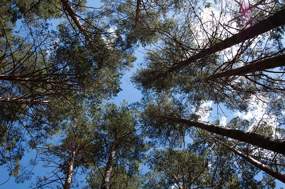 sosnovyi bor, pine forest, bottom view, pine trees against the blue sky, HD wallpaper