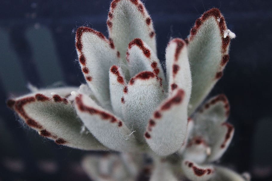 the fleshy, white grey, succulent plants, growth, close-up, HD wallpaper
