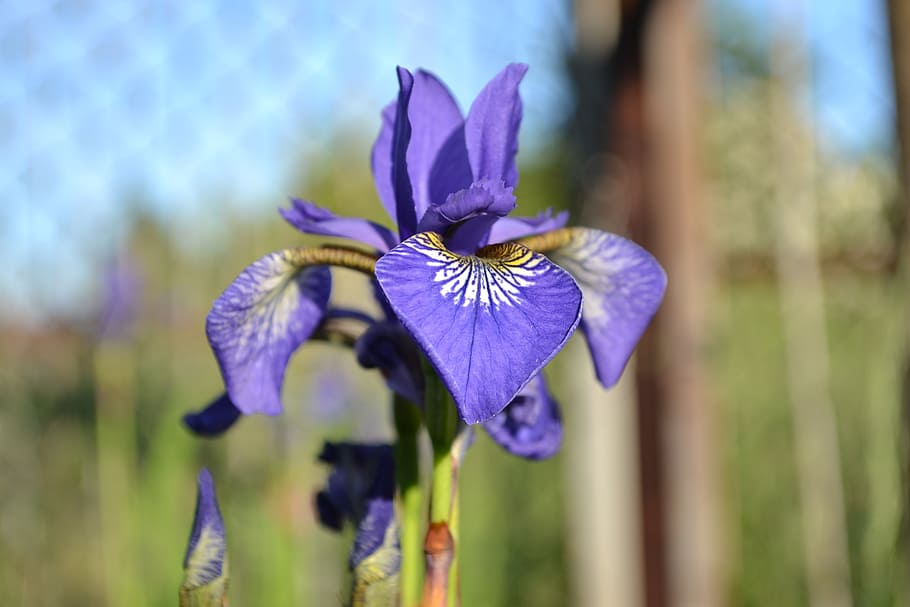 iris, flower, plant, closeup, nature, flowering plant, vulnerability HD wallpaper