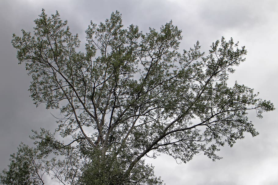 tree, branches, silhouette, contrast, sky, dark, clouds, plant HD wallpaper