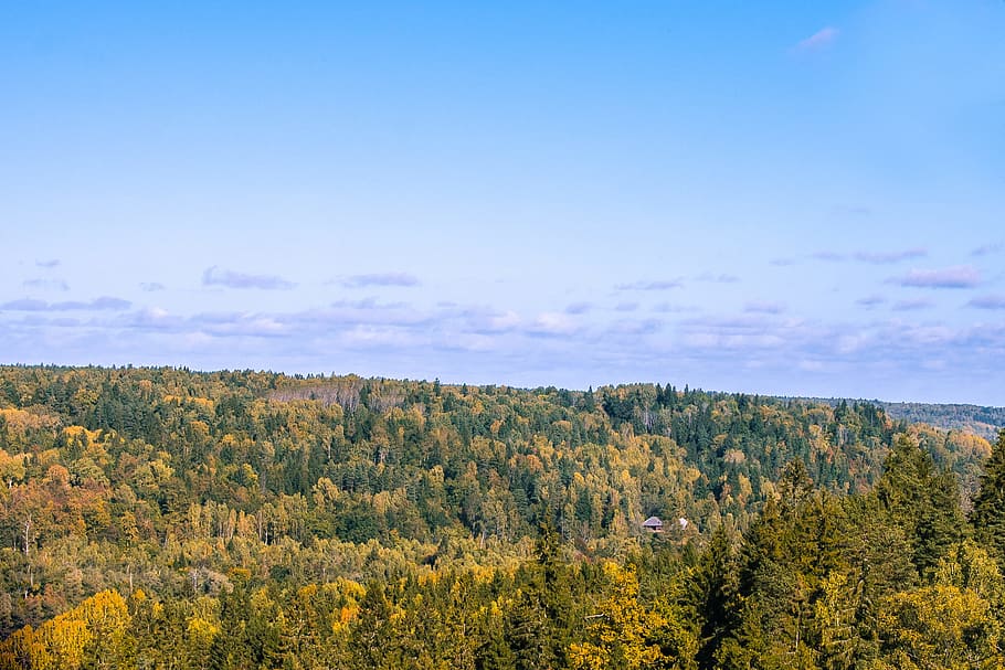 bird's eye photography of forest, aerial view photography of green forest HD wallpaper