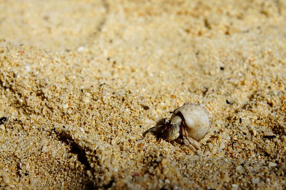 Cancer, Shell, Beach, Crab, Sea Animals, hermit crab, sand HD wallpaper