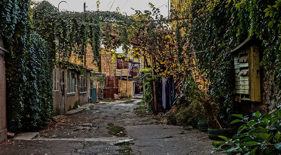 odessa, yard, grapes, mailbox, building exterior, architecture HD wallpaper