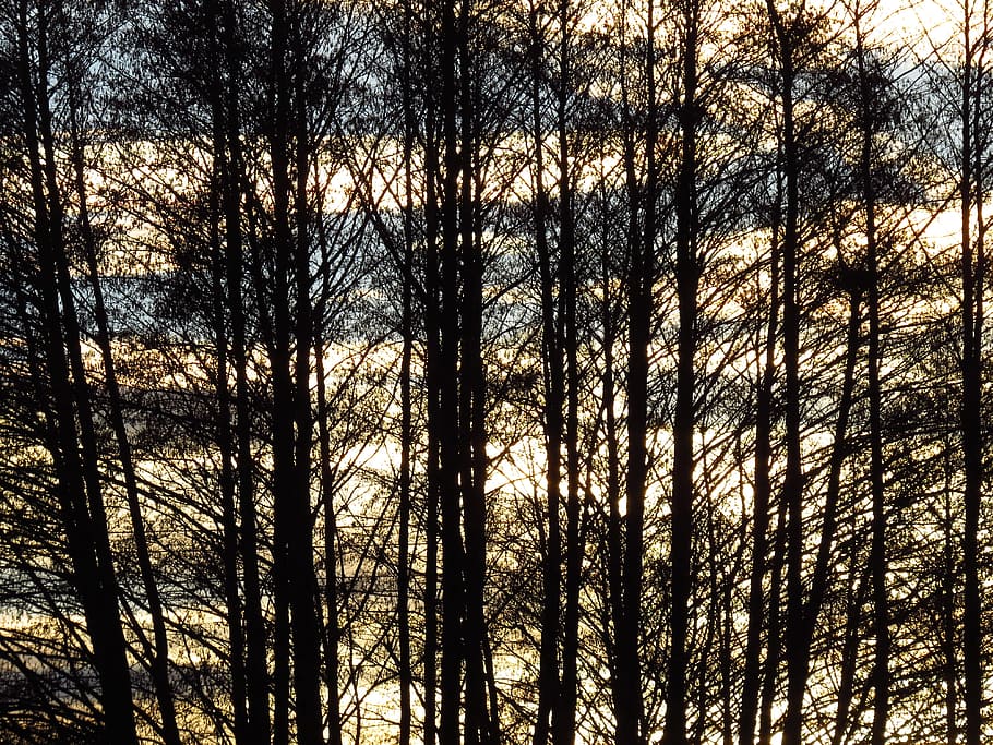 Tree, Forest, Contour, trees, black, silhouette, back light HD wallpaper