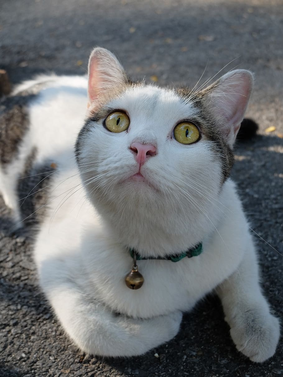 thailand, bangkok, cat, animal, pet, pets, domestic cat, domestic animals