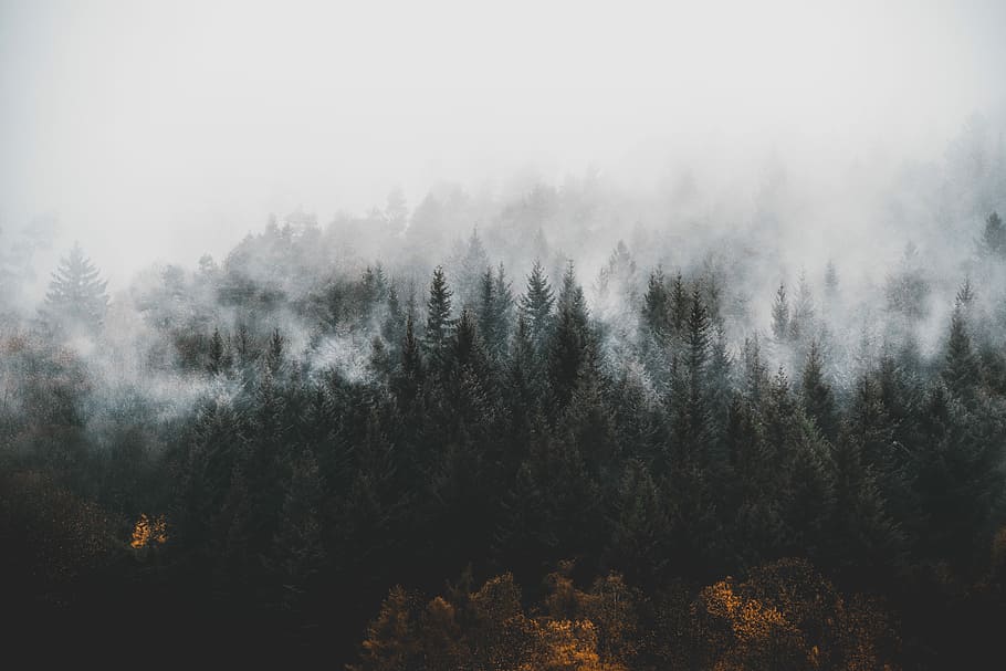 pine trees surrounded by fogs, landscape photography of forest covered with fog during daytime HD wallpaper