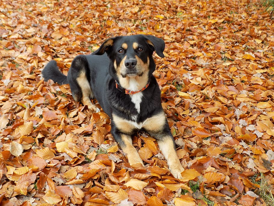 Dog, Pet, Lying, Black, Female, Hybrid, pretty, autumn, leaf HD wallpaper