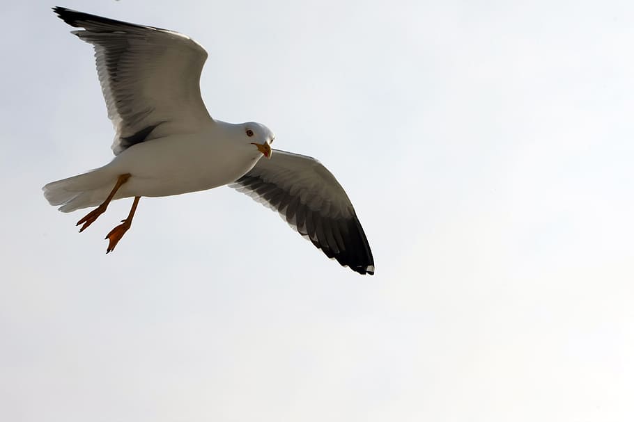 seagull, flight, bird, sky, animal, water bird, in flight, nature HD wallpaper