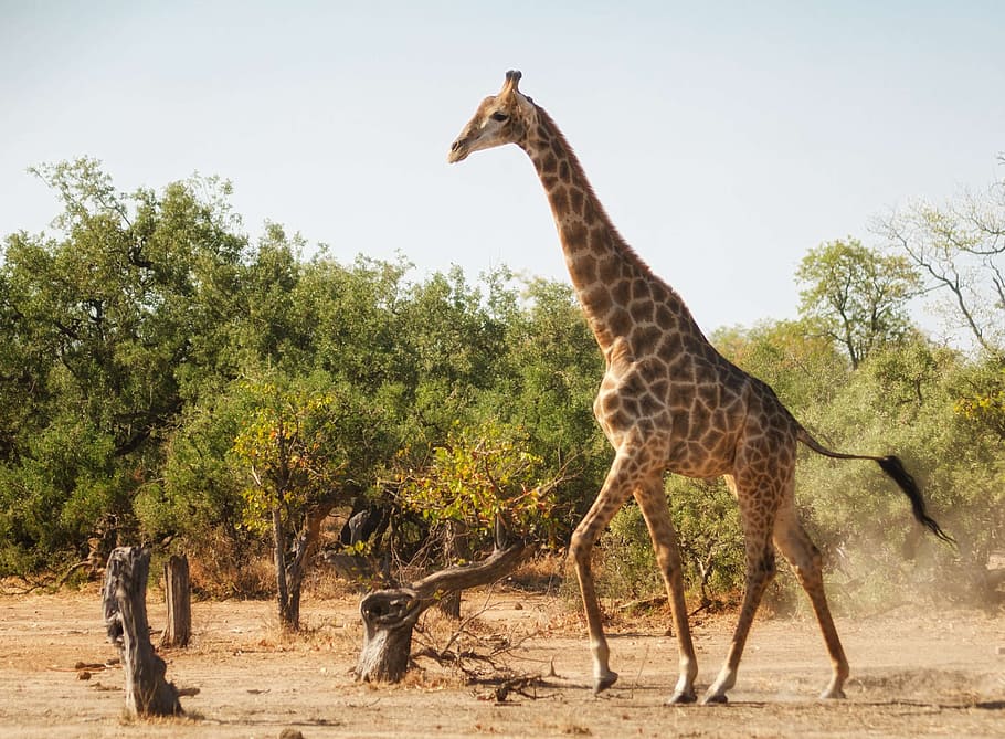 HD wallpaper: giraffe, running, africa, wild, wildlife, mammal, funny