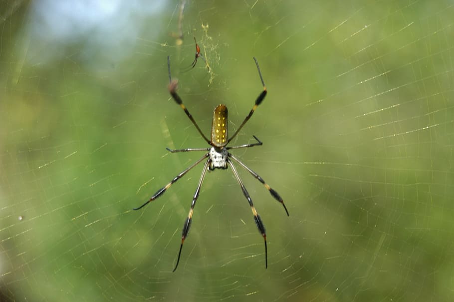 spider, nature, spiderweb, animal themes, arachnid, invertebrate HD wallpaper