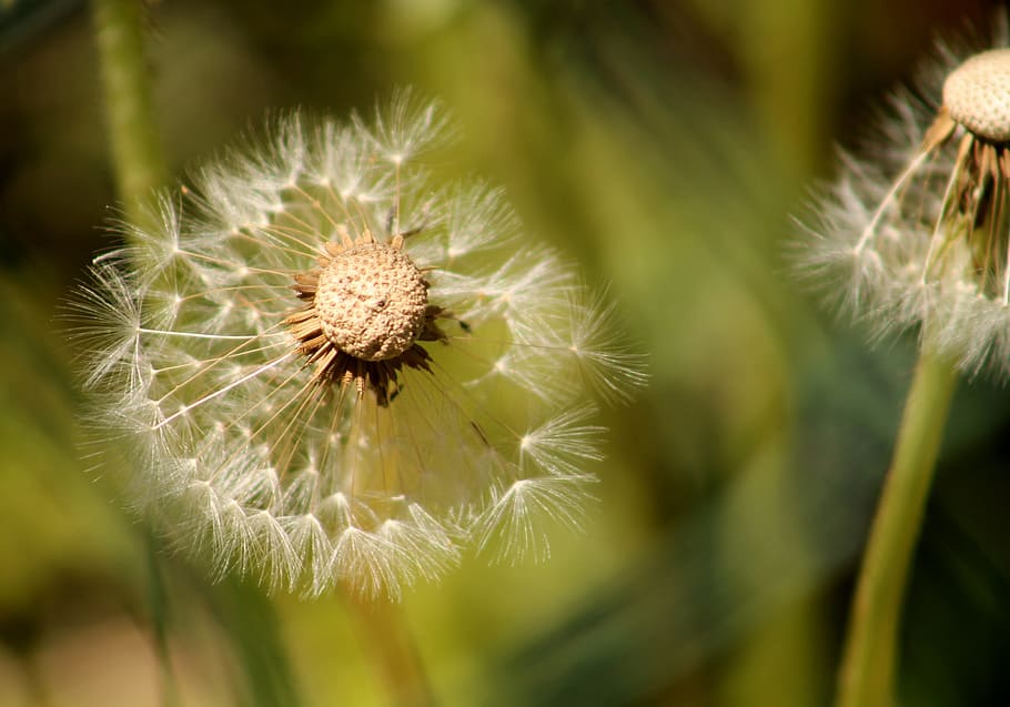 HD wallpaper: Dandelion, Dandelions, Grass, green, fluff, flower, faded ...