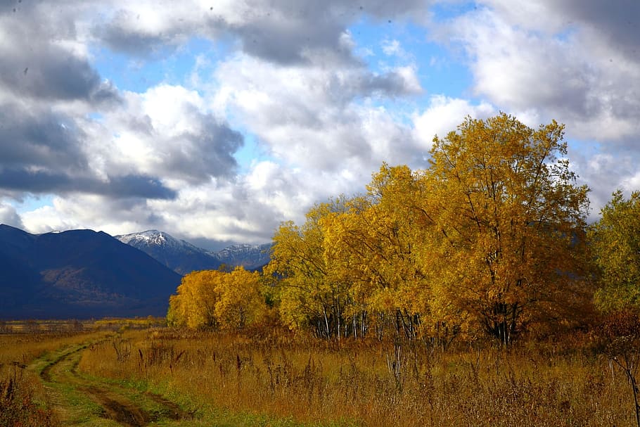 autumn, forest, trees, birch, golden autumn, fall colors, listopad HD wallpaper