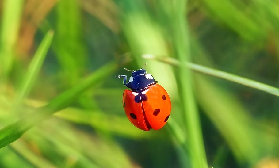 red lady bug, insect, nature, live, invertebrate, animal wildlife HD wallpaper