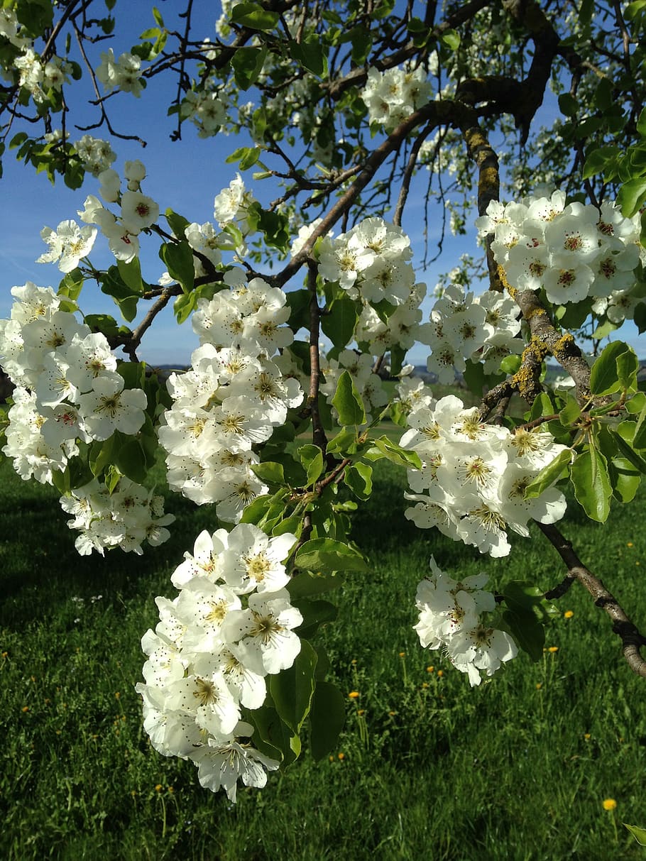 flowers, splendor, spring, feather, tree, bloom, flowering plant HD wallpaper