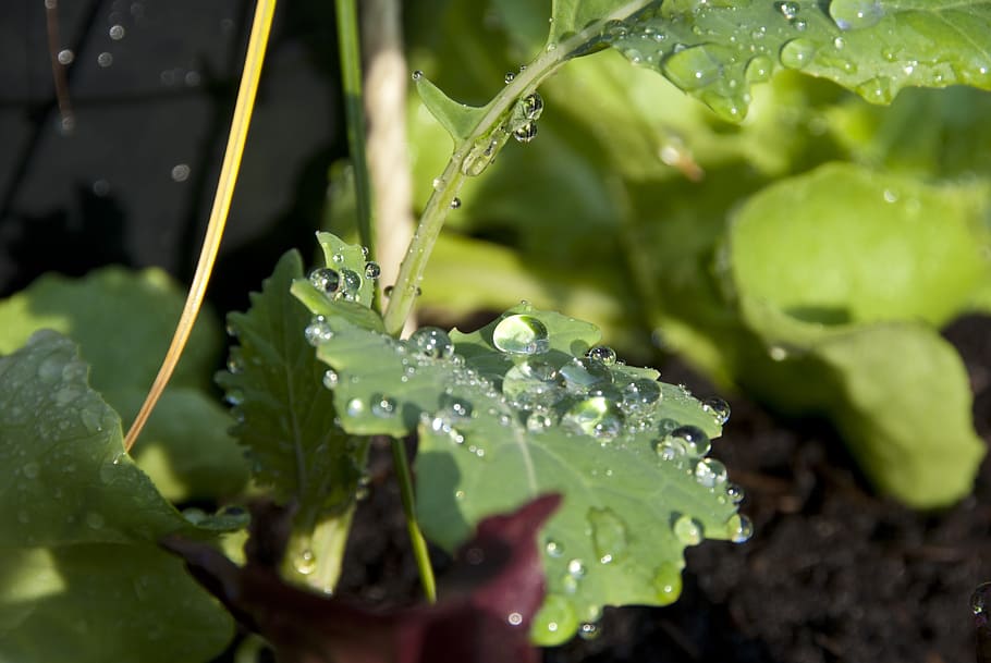 drop, cabbage, sheet, nature, city garden, leaves, water, leaf HD wallpaper