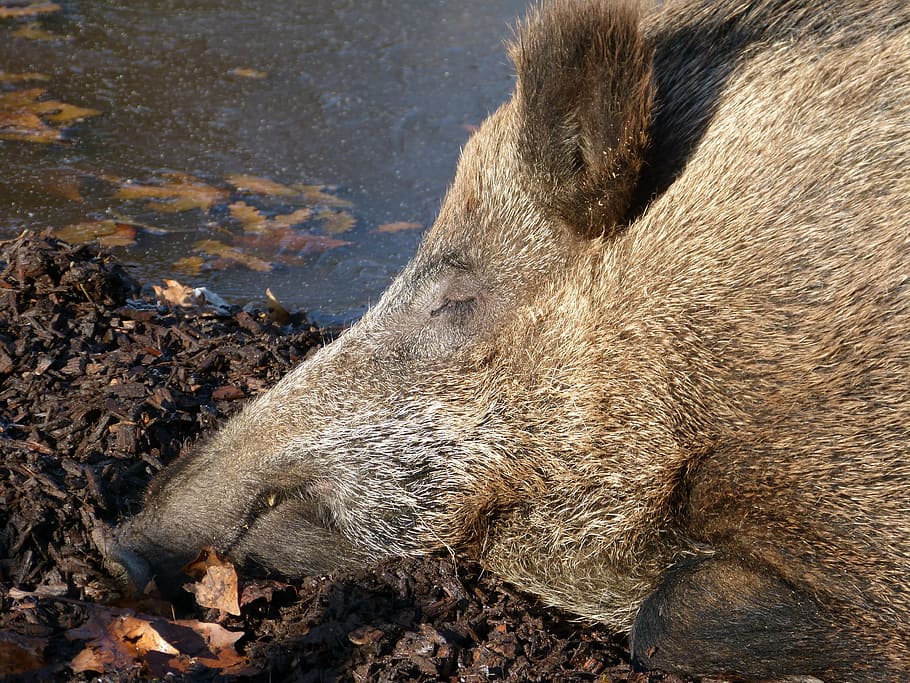 boar, mammal, wild, forest, hunting, fur, wild Boar, pig, animal HD wallpaper