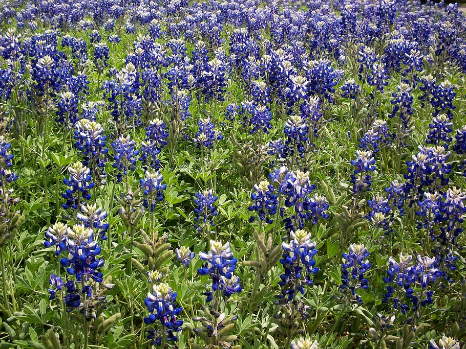 Bluebonnet 1080P, 2K, 4K, 5K HD wallpapers free download | Wallpaper Flare