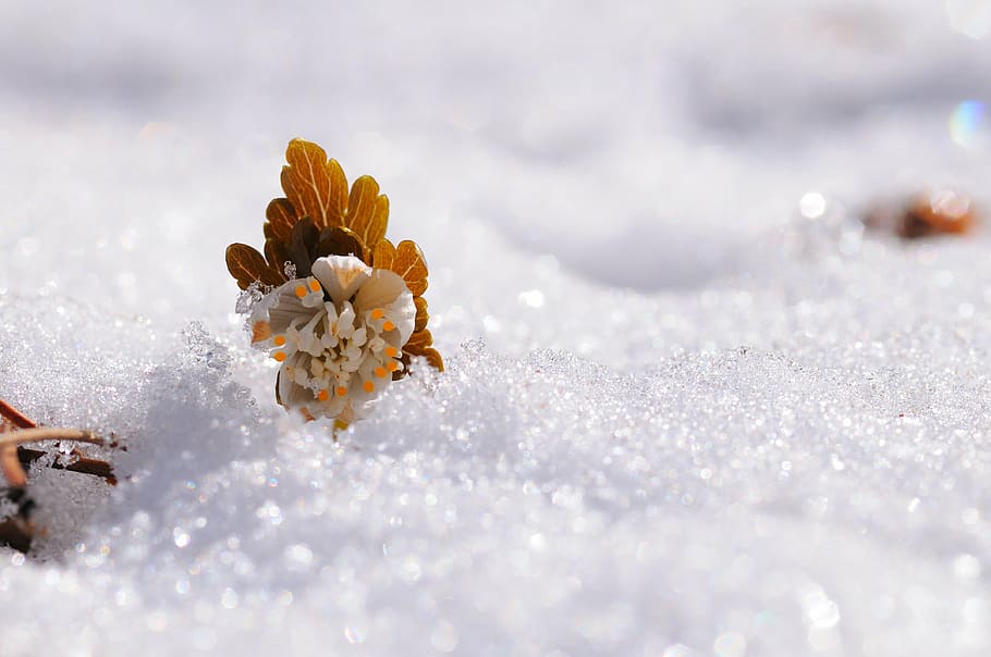 brown leaf in snow covered field in macro shot, flowers, sunshine HD wallpaper