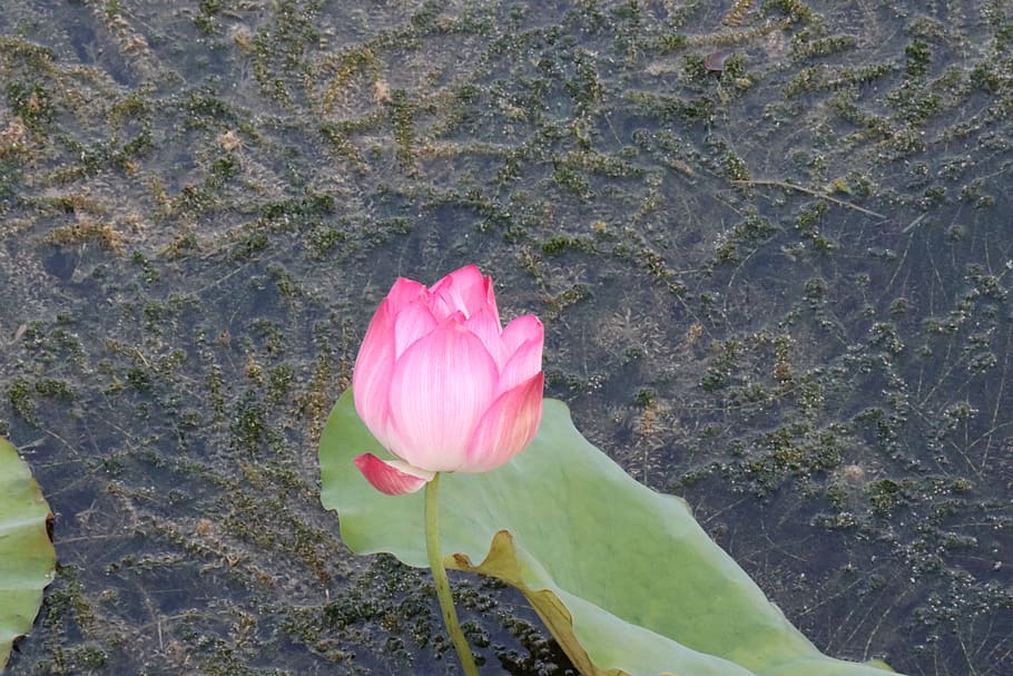 lotus, bloom, flower, flowering plant, beauty in nature, pink color HD wallpaper