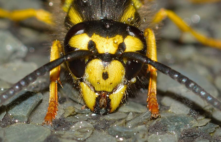 insects, api, vespula, germanica, animal themes, animal wildlife HD wallpaper