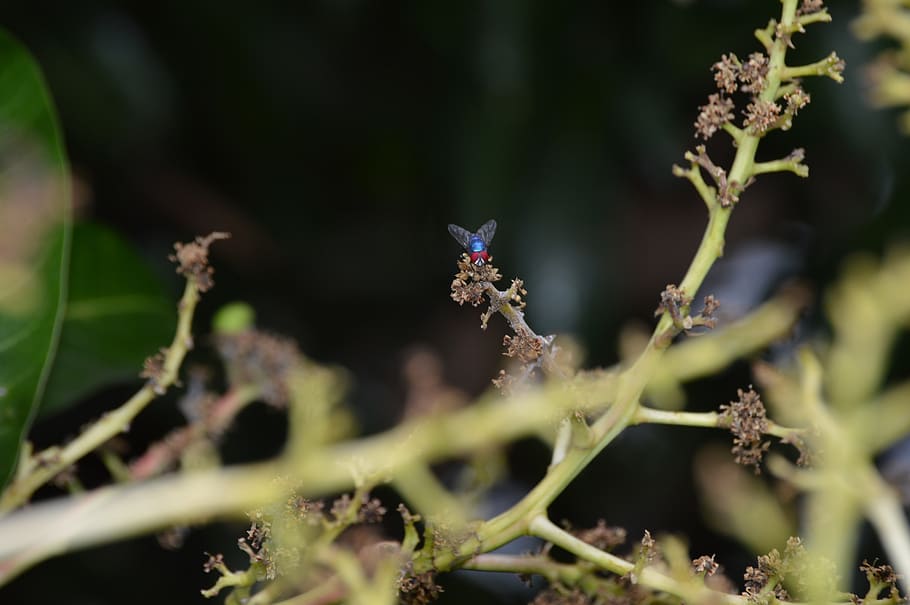 fly, nature, green, plant, flower, growth, flowering plant HD wallpaper