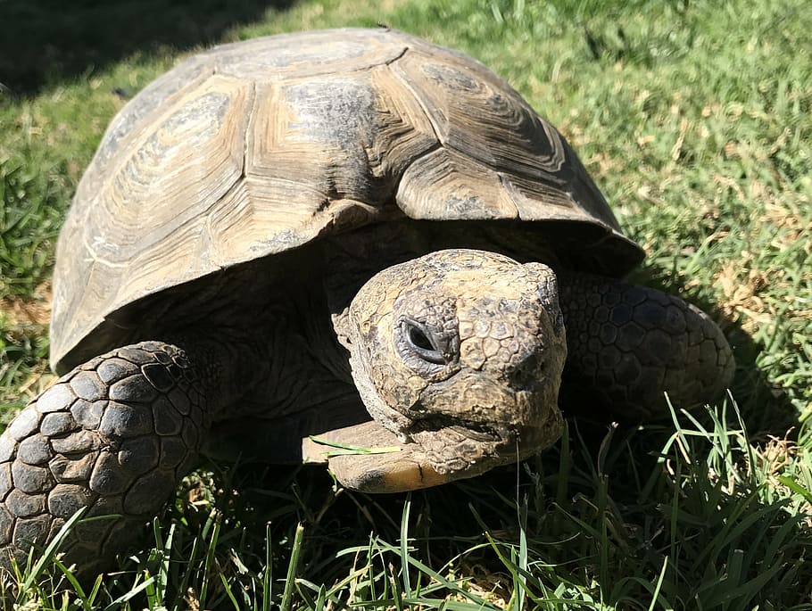 HD wallpaper: desert tortoise, reptile, wildlife, slow, pet, turtle ...