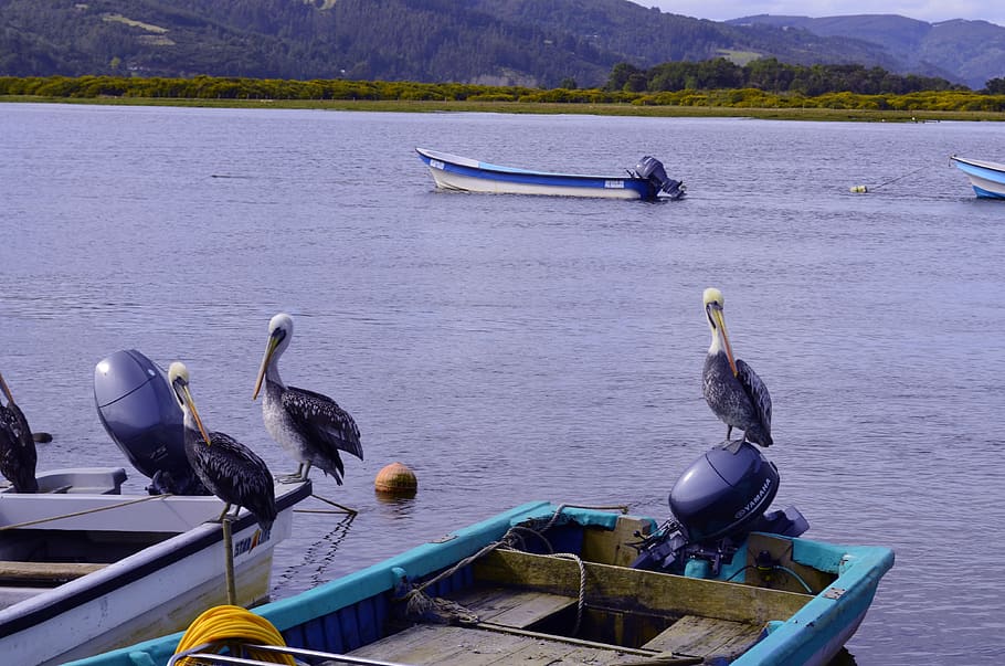 ave, pelican, bird, water, animal wildlife, animals in the wild HD wallpaper