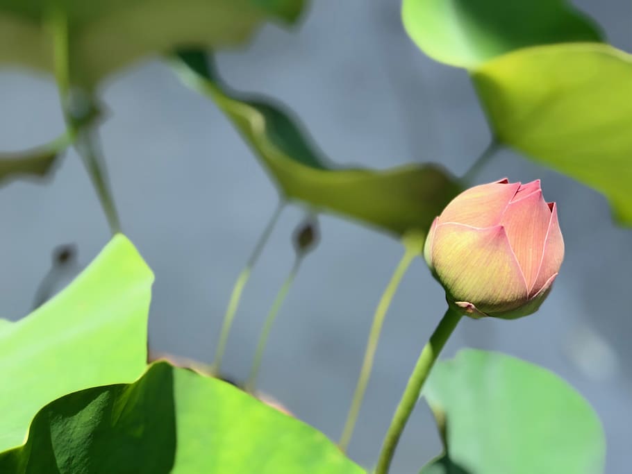 lotus, bud, spring, flowers, plant, flowering plant, beauty in nature HD wallpaper