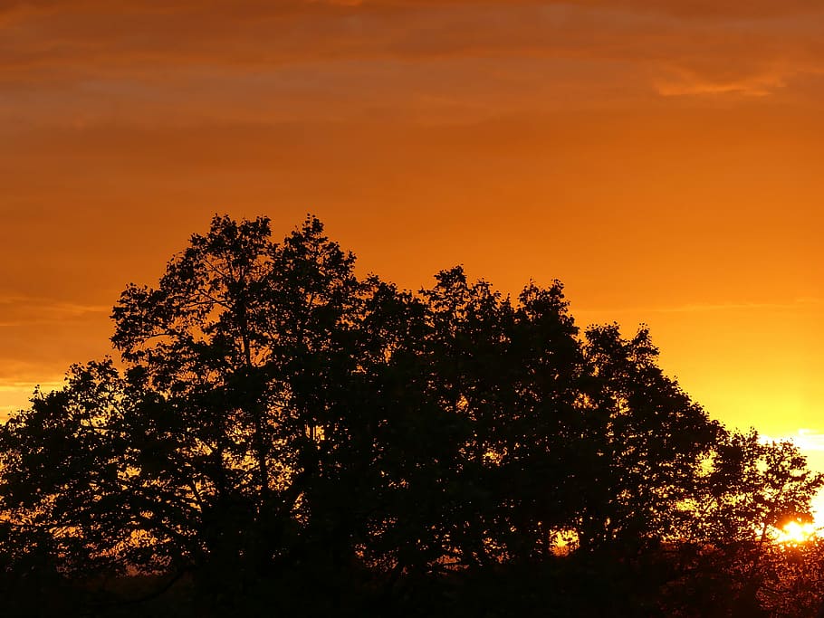 Sunset, Crown, Orange, Burn, Light, tree, silhouette, orange color HD wallpaper