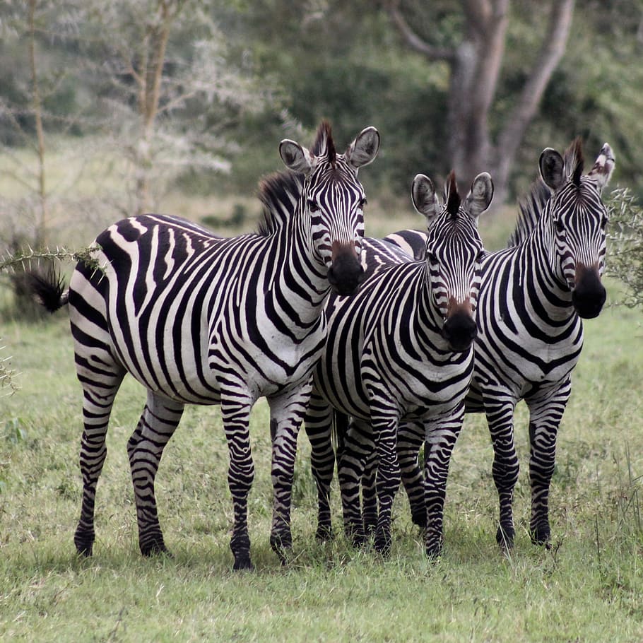 three zebra standing on grass field, three zebras on forest, stripe HD wallpaper