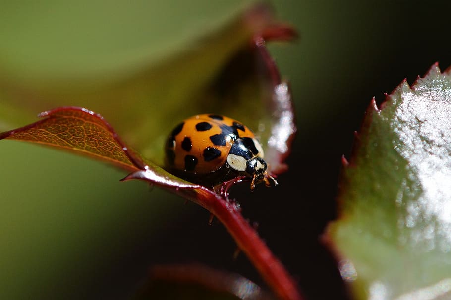 ladybug, close, insect, beetle, nature, macro, lucky charm HD wallpaper