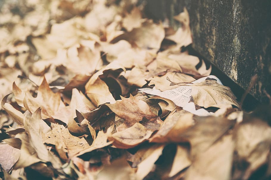 close-up photo of dried leaves, autumn, fall, summer, nature HD wallpaper