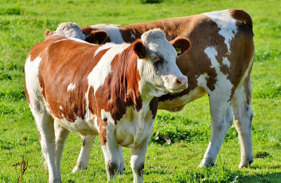 cow, beef, ruminant, cattle, livestock, paarhufer, pasture HD wallpaper