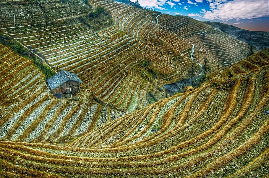 landscape photography of brown and green rice terraces, Rice Field, HD wallpaper