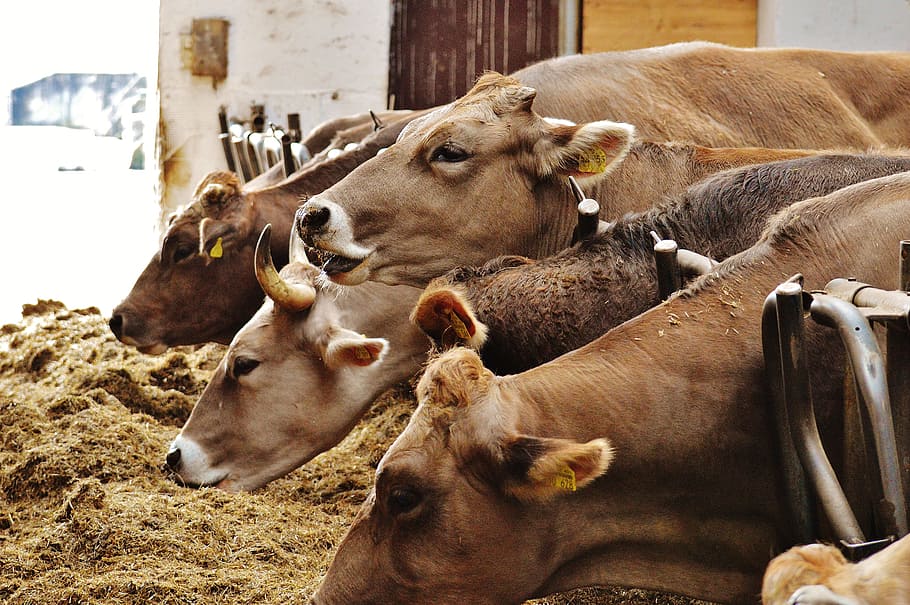 cows, animals, farm, good aiderbichl, sanctuary, iffeldorf, HD wallpaper
