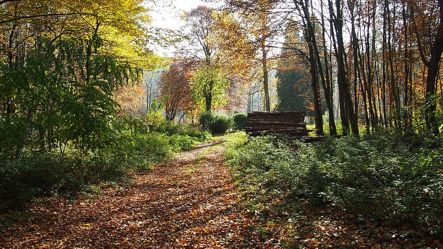 forest, autumn, shadow, trees, fall foliage, autumn forest HD wallpaper
