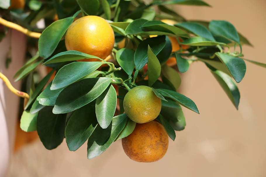 tree, the leaves, flower, fruit, nature, leaf, food, freshness HD wallpaper