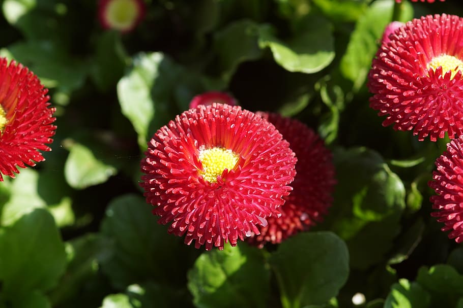 flower, red, garden, plant, flowering plant, beauty in nature HD wallpaper
