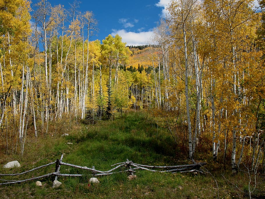 aspens, crested butte, autumn, tree, plant, tranquil scene HD wallpaper