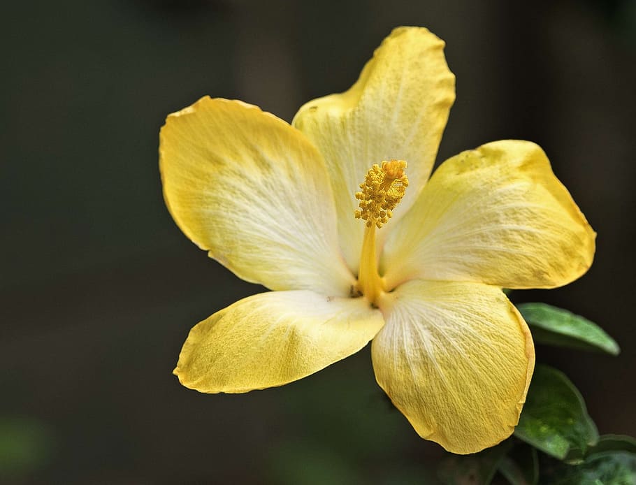 hibiscus, yellow, close, macro, colorful, stamen, hawaii, petal HD wallpaper