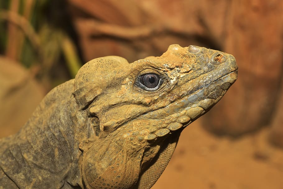 Lizard, Scale, Reptile, urzeittier, animal, creature, dragon HD wallpaper