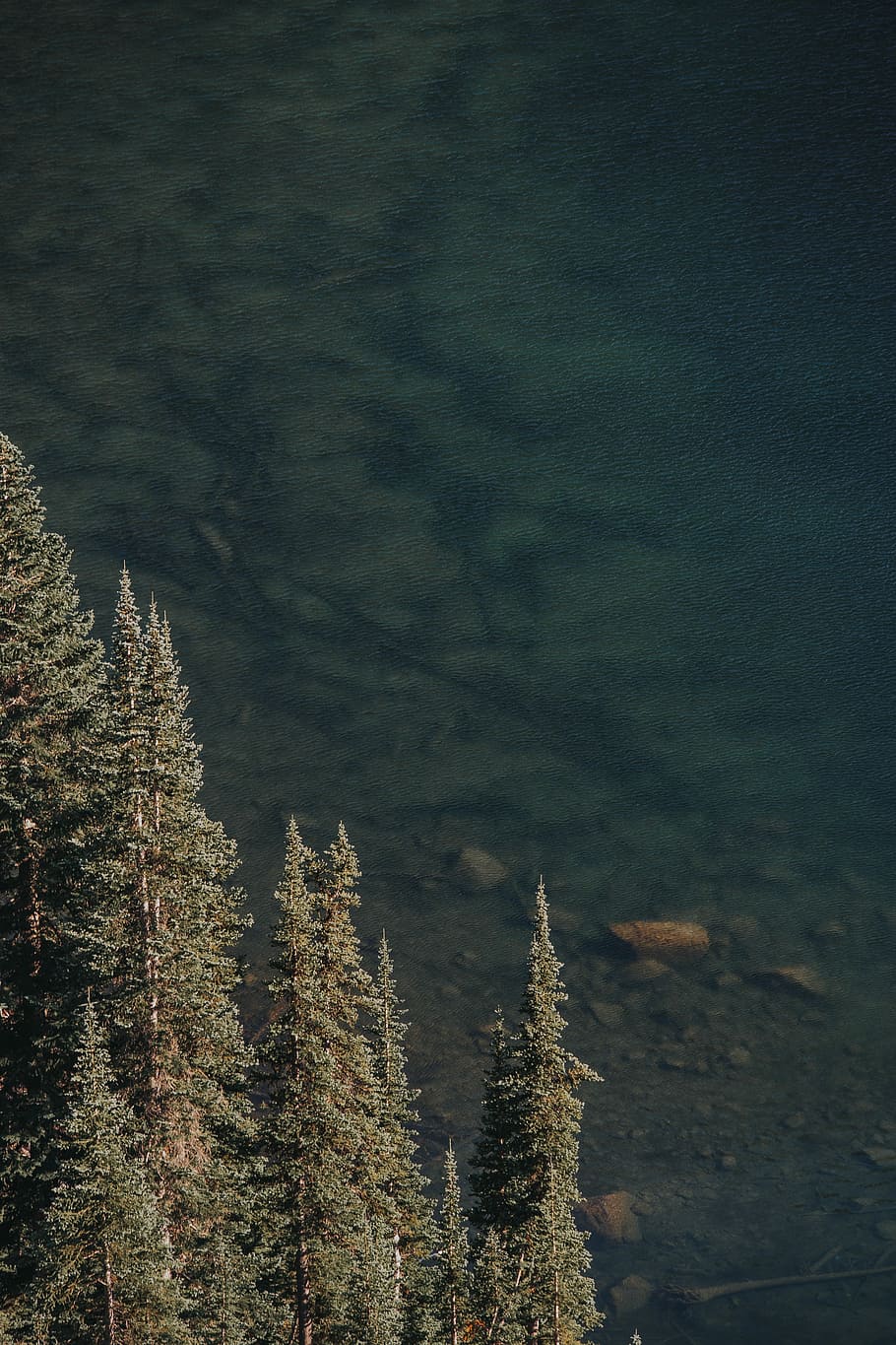 green leafed trees, green and brown trees near green mountain during daytime HD wallpaper